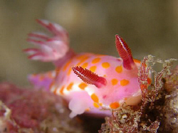 Ceratosoma amoena, Bare Island by Doug Anderson 